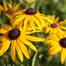 Rudbeckia fulgida 'Goldsturm' - Pompás kúpvirág