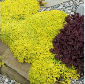 Sedum 'Aureum' - Sárga virágú varjúháj