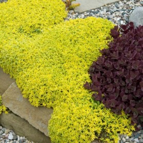 Sedum 'Aureum' - Sárga virágú varjúháj