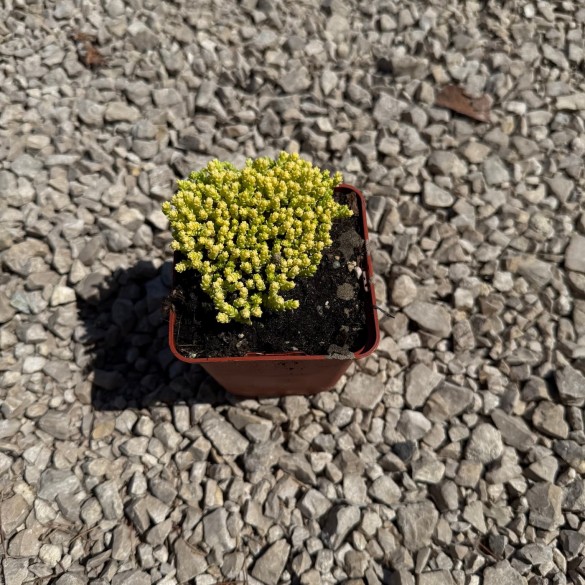 Sedum 'Aureum' - Sárga virágú varjúháj