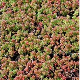 Sedum 'Coral Carpet' - Fehér varjúháj