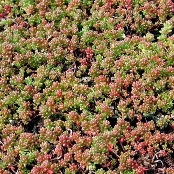 Sedum 'Coral Carpet' - Fehér varjúháj