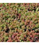 Sedum 'Coral Carpet' - Fehér varjúháj