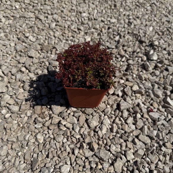 Sedum 'Coral Carpet' - Fehér varjúháj