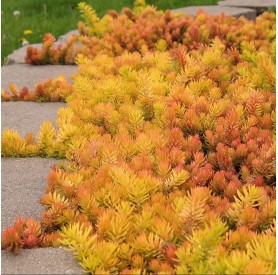 Sedum 'Angelina' - Kövi varjúháj
