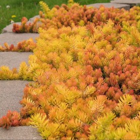 Sedum 'Angelina' - Kövi varjúháj