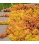 Sedum 'Angelina' - Kövi varjúháj