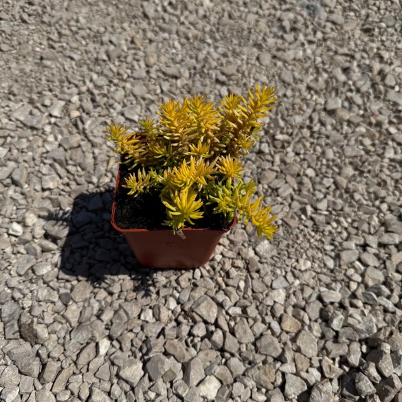 Sedum 'Angelina' - Kövi varjúháj