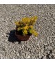 Sedum 'Angelina' - Kövi varjúháj