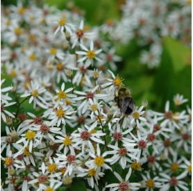 Aster divaricatus 'Eastern Star' - Ernyős őszirózsa