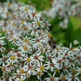 Aster divaricatus 'Eastern Star' - Ernyős őszirózsa