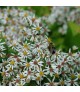 Aster divaricatus 'Eastern Star' - Ernyős őszirózsa