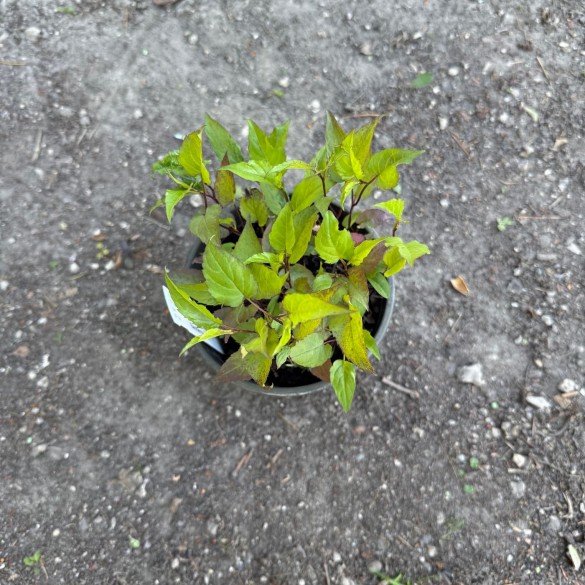 Aster divaricatus 'Eastern Star' - Ernyős őszirózsa