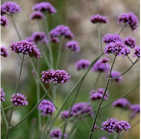 Verbena bonariensis - Ernyős verbéna