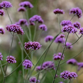 Verbena bonariensis - Ernyős verbéna