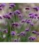 Verbena bonariensis - Ernyős verbéna