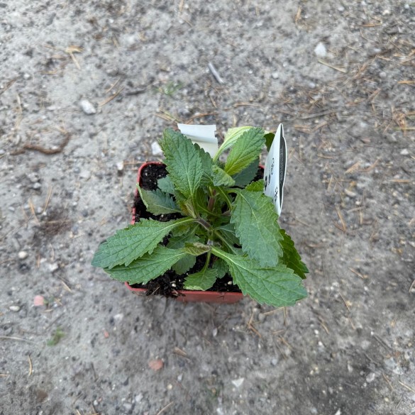 Verbena bonariensis - Ernyős verbéna
