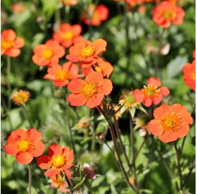 Geum 'Borisii' - Gyömbérgyökér