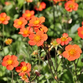 Geum 'Borisii' - Gyömbérgyökér