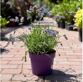 Lavandula angustifolia 'Hidcote Pink' - Levendula