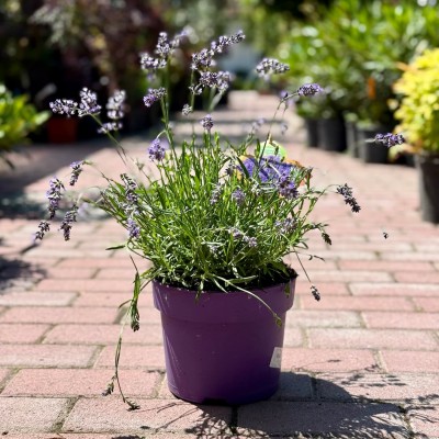 Lavandula angustifolia 'Hidcote Pink' - Levendula