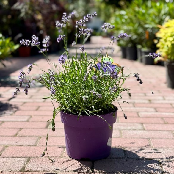 Lavandula angustifolia 'Hidcote Pink' - Levendula