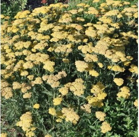 Achillea 'Desert Eve Light Yellow' - Cickafark