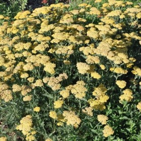 Achillea 'Desert Eve Light Yellow' - Cickafark