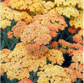 Achillea 'Desert Eve Terracotta' - Cickafark