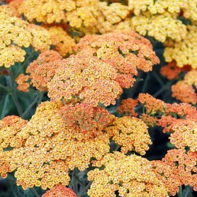 Achillea 'Desert Eve Terracotta' - Cickafark