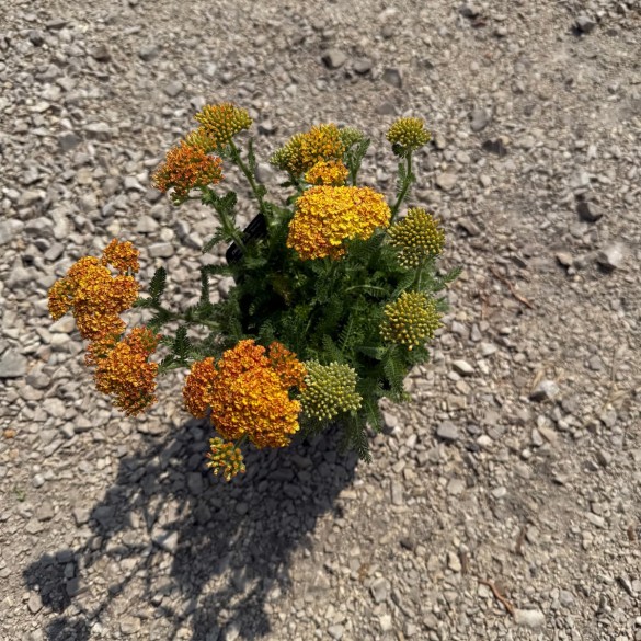 Achillea 'Desert Eve Terracotta' - Cickafark