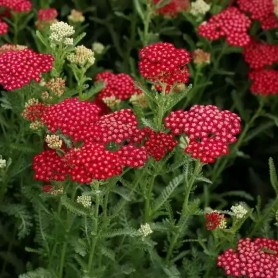 Achillea 'New Vintage Red' - Cickafark