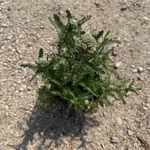 Achillea 'New Vintage Red' - Cickafark
