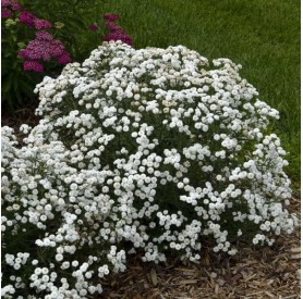 Achillea ptarmica 'Peter Cottontail' - Cickafark