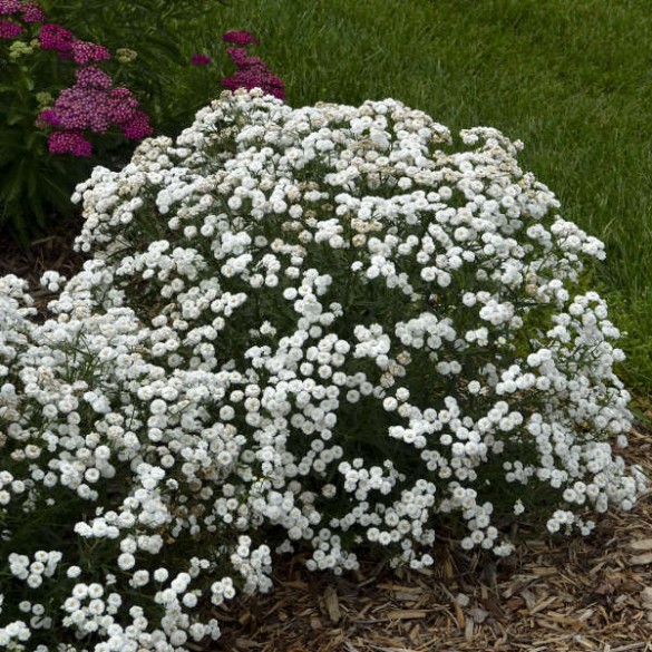 Achillea ptarmica 'Peter Cottontail' - Cickafark