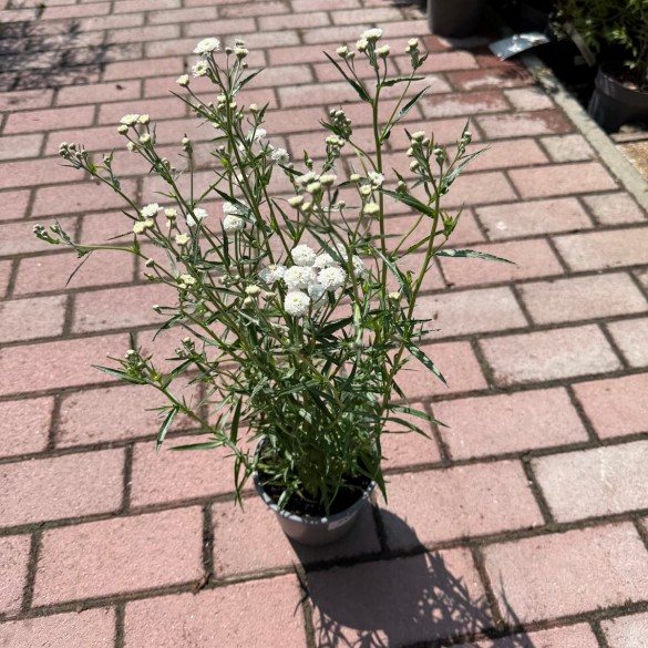 Achillea ptarmica 'Peter Cottontail' - Cickafark
