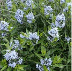 Amsonia tabernaemontana - Széleslevelű csillagmeténg