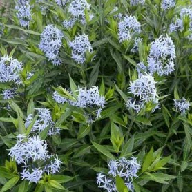 Amsonia tabernaemontana - Széleslevelű csillagmeténg