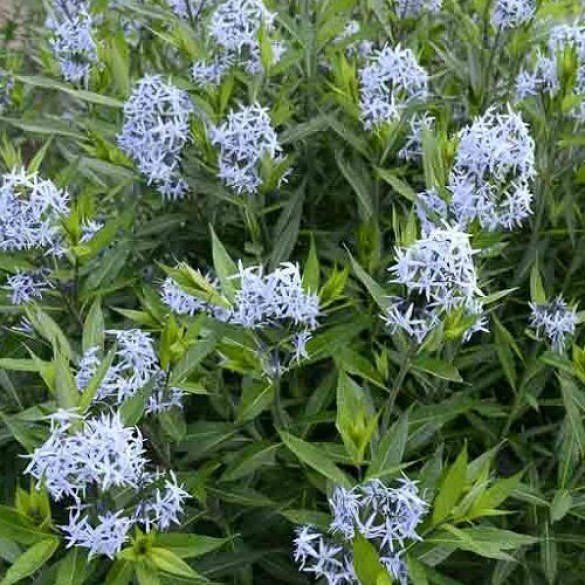 Amsonia tabernaemontana - Széleslevelű csillagmeténg