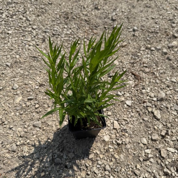 Amsonia tabernaemontana - Széleslevelű csillagmeténg