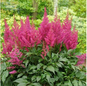 Astilbe 'Elisabeth van Veen' - Tollbuga