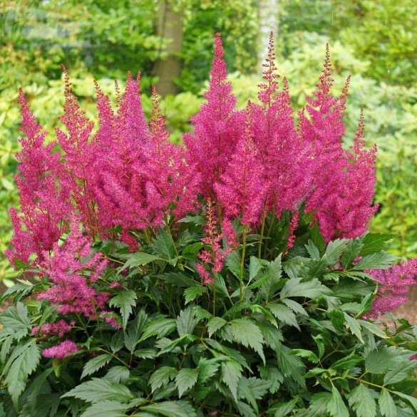 Astilbe 'Elisabeth van Veen' - Tollbuga