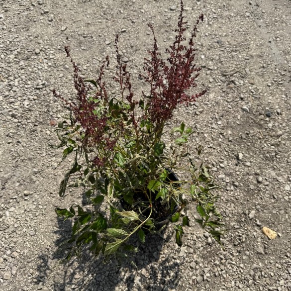 Astilbe 'Elisabeth van Veen' - Tollbuga