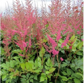 Astilbe x arendsii 'Anita Pfeifer' - Tollbuga