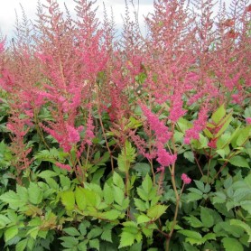 Astilbe x arendsii 'Anita Pfeifer' - Tollbuga