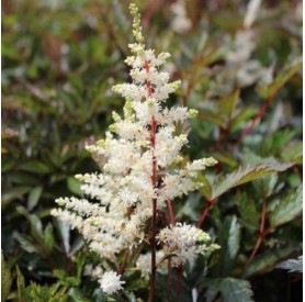 Astilbe x arendsii 'Moccachino' - Tollbuga