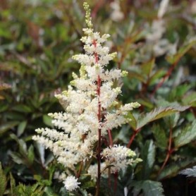 Astilbe x arendsii 'Moccachino' - Tollbuga