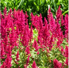 Astilbe x arendsii 'Paul Gaarder' - Tollbuga
