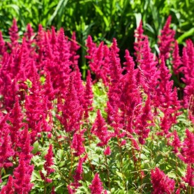 Astilbe x arendsii 'Paul Gaarder' - Tollbuga