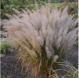 Calamagrostis brachytricha - Koreai nádtippan